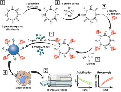 Bi-functional particles for real-time phagosome acidification and proteolysis multiplex assay in macrophages